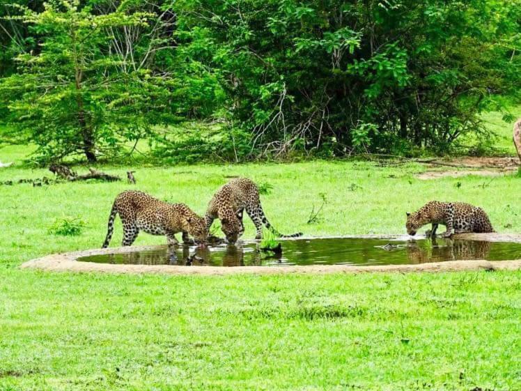 Yala Leopard Mobile Camp Hotel Екстериор снимка