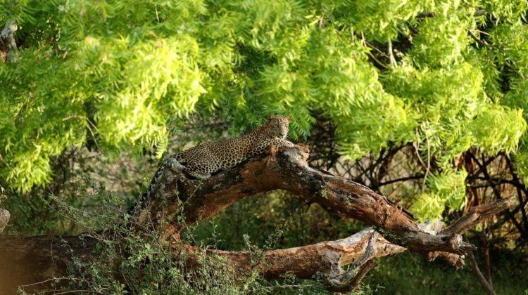 Yala Leopard Mobile Camp Hotel Екстериор снимка